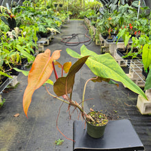 Load image into Gallery viewer, Philodendron Orange Marmalade, Exact Plant Ships Nationwide
