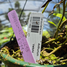 Load image into Gallery viewer, Anthurium Veitchii exact plant, Fedex 2day*
