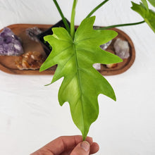 Load image into Gallery viewer, Philodendron Radiatum, Exact Plant Variegated Full Mint Ships Nationwide
