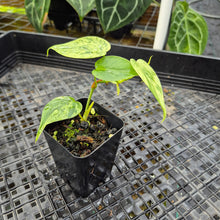 Load image into Gallery viewer, Philodendron Hederaceum, Heart Leaf, Exact Plant Variegated Ships Nationwide

