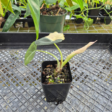 Load image into Gallery viewer, Alocasia Black Velvet Pink Variegata, Exact Plant Ships Nationwide
