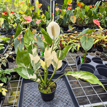 Load image into Gallery viewer, spathiphyllum galaxy, Exact Plant Variegated Ships Nationwide
