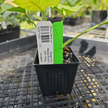 Load image into Gallery viewer, Syngonium Mango Allusion, Orm Thong, Exact Plant Variegated Ships Nationwide
