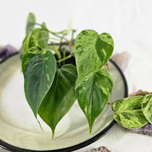 Load image into Gallery viewer, Philodendron Hederaceum, Heart Leaf, Exact Plant Variegated Ships Nationwide
