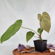 Load image into Gallery viewer, Anthurium Magnificum X Red Crystalinum 4&quot; pot, Fedex 2 day*
