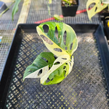 Load image into Gallery viewer, Monstera Adansonii Albo Tricolor, Exact Plant Variegated Ships Nationwide
