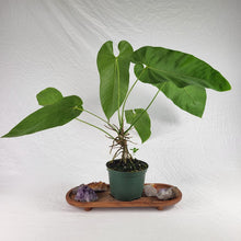 Load image into Gallery viewer, Anthurium Dolichostachyum , Exact Plant
