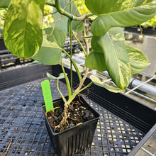Load image into Gallery viewer, Philodendron Bipennifolium, Exact Plant Variegated Ships Nationwide

