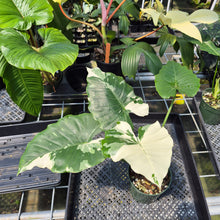 Load image into Gallery viewer, Alocasia Odora, Okinawa Silver Variegated exact plant, Fedex 2day*
