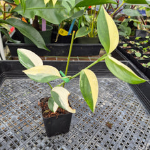 Load image into Gallery viewer, Scindapsus Blue Albo, Exact Plant Variegated Ships Nationwide
