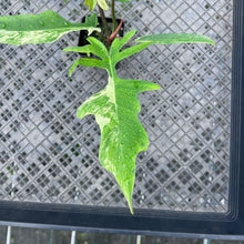 Load image into Gallery viewer, Philodendron Florida Beauty X Tortum, Exact Plant Variegated
