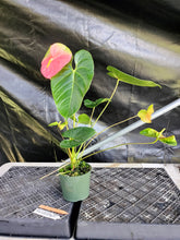 Load image into Gallery viewer, Anthurium Anuenue Obake bicolor, pink/ green, Exact Plant, ship nationalwide

