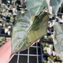 Load image into Gallery viewer, Alocasia Yucatan Princess Pink variegated 2.5" pot, Fedex 2day*
