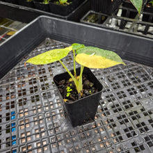 Load image into Gallery viewer, Alocasia wentii aurea, Exact Plant Ships Nationwide
