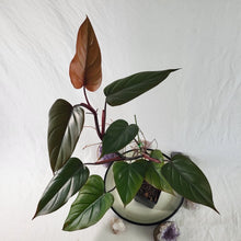 Load image into Gallery viewer, Philodendron Dark Lord, Exact Plant Ships Nationwide
