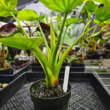 Load image into Gallery viewer, Alocasia Cucullata, Exact Plant Variegated
