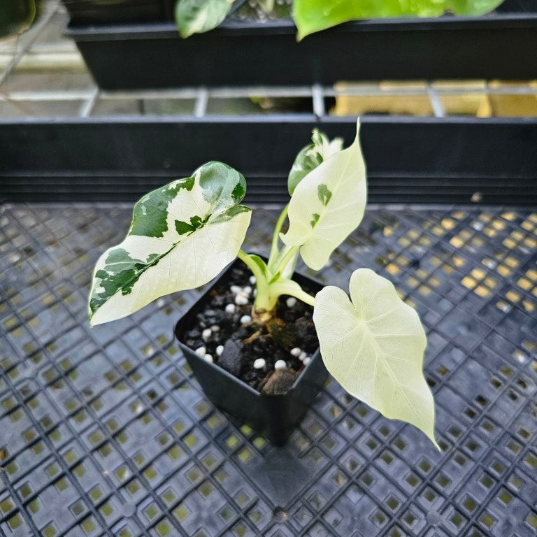 Alocasia Odora, Okinawa Silver, Exact Plant Variegated