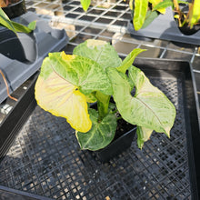Load image into Gallery viewer, Syngonium Mango Allusion, Orm Thong, Exact Plant Variegated Ships Nationwide
