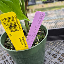 Load image into Gallery viewer, Rhaphidophora Decursiva, Exact Plant Ships Nationwide
