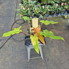 Load image into Gallery viewer, Philodendron Orange Marmalade, Exact Plant Ships Nationwide
