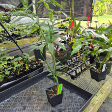 Load image into Gallery viewer, Monstera Subpinnata, Exact Plant Ships Nationwide
