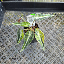 Load image into Gallery viewer, Alocasia Bambino, Exact Plant Variegated Ships Nationwide
