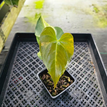 Load image into Gallery viewer, Anthurium Andraeanum White Heart, Exact Plant Variegated Ships Nationwide
