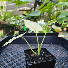 Load image into Gallery viewer, Alocasia Gageana Albo, Exact Plant Variegated
