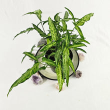 Load image into Gallery viewer, Syngonium Angustatum Little Star, 6&#39;&#39; multi pot of 4 Ships Nationwide
