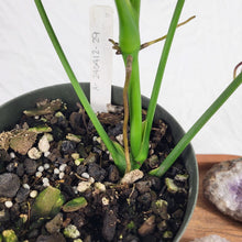 Load image into Gallery viewer, Anthurium Clavigerum 6&quot; pot, ships nationwide
