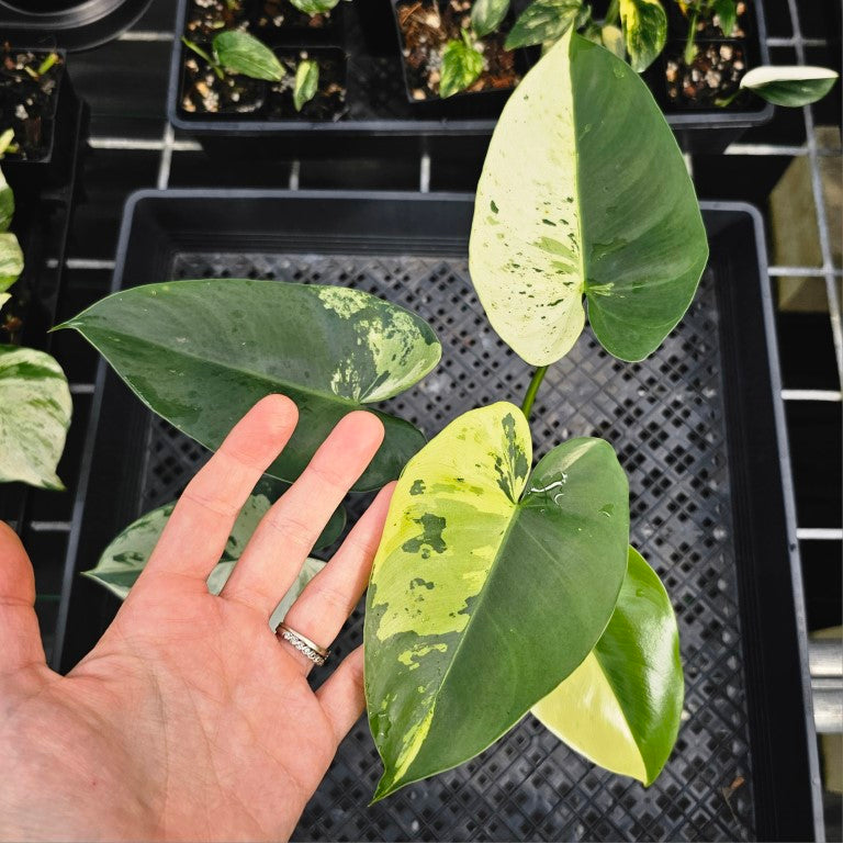 Philodendron Ilsemanii, Exact Plant Variegated Ships Nationwide