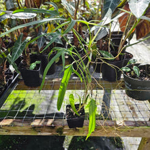 Load image into Gallery viewer, Philodendron Holtonianum, Exact Plant
