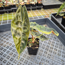 Load image into Gallery viewer, Alocasia Sedenii Aurea Variegated exact plant, Fedex 2day*
