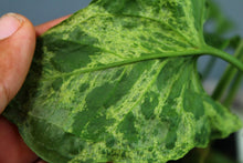 Load image into Gallery viewer, Variegated Syngonium Podophyllum Mojito Exact Plant
