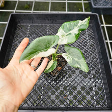 Load image into Gallery viewer, Alocasia Odora, Okinawa Silver, Exact Plant Variegated 4&#39;&#39; pot
