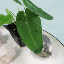 Load image into Gallery viewer, Anthurium Angamarcanum 2.5&quot; Pot, Fedex 2 day*
