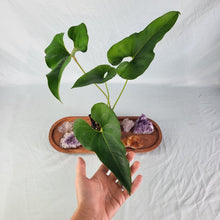 Load image into Gallery viewer, Anthurium Brownii, Exact Plant
