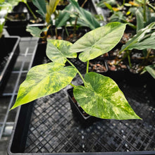 Load image into Gallery viewer, Alocasia Gageana Aurea, Exact Plant Variegated Ships Nationwide
