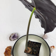 Load image into Gallery viewer, Alocasia Longiloba, Denudata, Exact Plant
