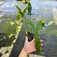 Load image into Gallery viewer, Philodendron Longilobatum Lelano Miyano, Exact Plant Ships Nationwide
