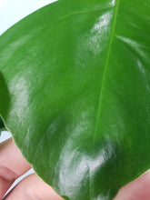 Load image into Gallery viewer, SP Sierrana, exact plant, Monstera Deliciosa Hawaii clone, ships nationwide
