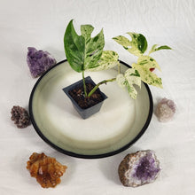 Load image into Gallery viewer, Epipremnum Pinnatum Marble Variegated 2.5" pot, Fedex 2day*
