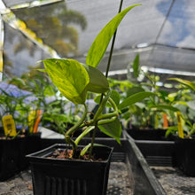 Load image into Gallery viewer, Philodendron Hastatum Silver Sword, Exact Plant Variegated Ships Nationwide
