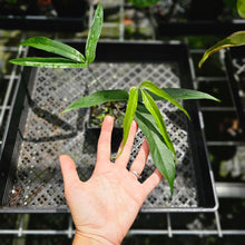 Load image into Gallery viewer, Anthurium Polydactylum, Exact Plant
