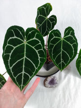 Load image into Gallery viewer, Anthurium Crystallinum, Exact Plant 5 active growth points
