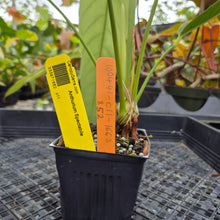 Load image into Gallery viewer, Anthurium Spectabile, Exact Plant Ships Nationwide
