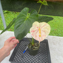 Load image into Gallery viewer, Anthurium Peppermint Splash, Shibori AFF, speckled , Exact Plant

