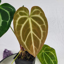 Load image into Gallery viewer, Anthurium Magnificum X Crystalinum, Exact Plant Ships Nationwide
