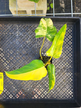 Load image into Gallery viewer, Philodendron Domesticum, Exact Plant Variegated Ships Nationwide
