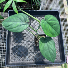Load image into Gallery viewer, Syngonium Chiapense, Exact Plant Ships Nationwide
